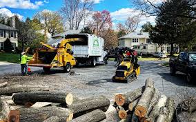 Professional Tree Services in Schuylerville, NY