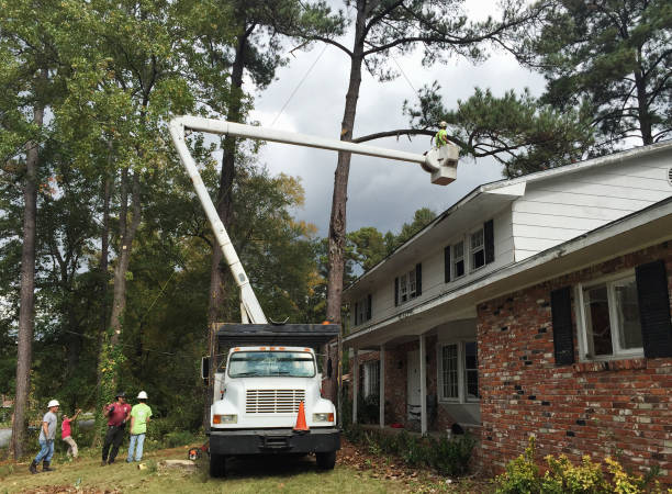 How Our Tree Care Process Works  in  Schuylerville, NY